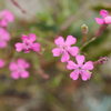 雑草の花