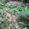 いま庭で咲く野草たち