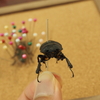 クワガタの脚の金色の部分って何？蹴り採集で役立つ習性の理解と洞などで生存に役立つ可能性を紹介。