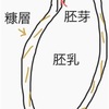 お米習慣1: 白米より「玄米」が良い理由