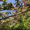 「マダム倶楽部」活動報告　ひっそりと咲く可愛い小花に菜の花と八重桜、藤棚の下でおやつタイム♪　4月6日　その２（2021）