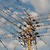 電線に集まり並んでいた雀たち