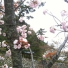 さくら桜XI