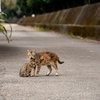 地元温泉街のねこさん