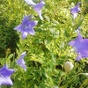 箸の日だそうだ