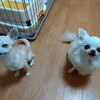 文豪とアルケミスト
