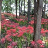 境御嶽山自然の森公園