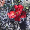 長寿梅　赤花　とコスモス