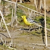 ２０２３年５月、対馬にて野鳥観察。（アルパインツアーサービスが企画した二泊三日の野鳥観察ツアーに参加。）その１。