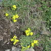 スイス高原のお花畑は黄色い花のお花畑