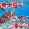 奄美大島の世界自然遺産でウミガメと一緒に泳ごう！忘れられない海の冒険