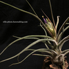 【Tillandsia pruinosa Colombia Form】開花