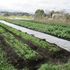 今週の野菜