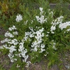 Deutzia crenata　ウツギ