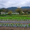 梅林除草終了