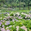 京都の“あじさい寺”「三室戸寺」で紫陽花散歩