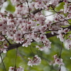 もう一度行きたかった「樹木公園」