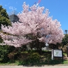 桜・2019其の二