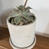 思い出の多肉植物