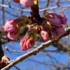 桜が咲き始めていました