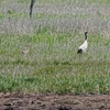 ２０２３年６月、北海道の羅臼にてシャチと野鳥観察。（アルパインツアーサービスが企画した二泊三日のシャチと野鳥観察ツアーに参加。）その３二日目。。