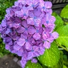 今日は夏至です。（追記あり）