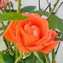 〜ひそやかに咲く名も無き花〜