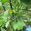 夏野菜の苗を植えました
