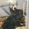 くろごまあん二世 163日目