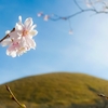 季節外れの桜