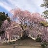 2017年4.12 麻績神社の「舞台桜」が満開になりました。
