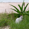 竹富島のねこさん