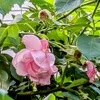 アジサイの咲くあの庭で