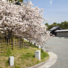 京都御苑･御車返しの桜...再訪