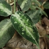 Aglaonema pictum from Padang sidempuan【AZ1021-1c】