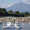 藤崎町にハクチョウ飛来（青森県）