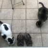 猫には夏バテっていうのがないのだろうか。涼しいスイスに逃げ出したいのですが・・