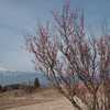 八ヶ岳南麓でもようやく紅梅が見られた（Apr. 10, 2012）