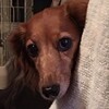 愛犬の抗がん剤治療④