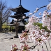 桜の京都を愛でる　おすすめルート　真如堂～哲学の道～法然院～京セラ美術館