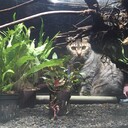 cat_aquariumの日記