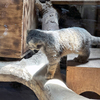 仔マヌルネコに会いに上野動物園へ