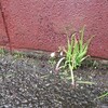 草取り