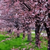 函館は桜満開、近所の桜も見頃です