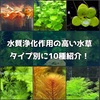 水質浄化作用の高い水草をタイプ別に10種紹介！