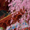 🐾愛犬とのお散歩で満喫する🌸勝尾寺の美景 #散策
