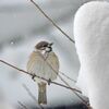 除雪効果