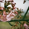 花とカメラ・rolleiflex SL35 w/rollei plannar 1.4/50 7mm extended