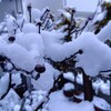 雪の花