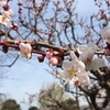 松本城散歩、梅の花が見頃です🌸